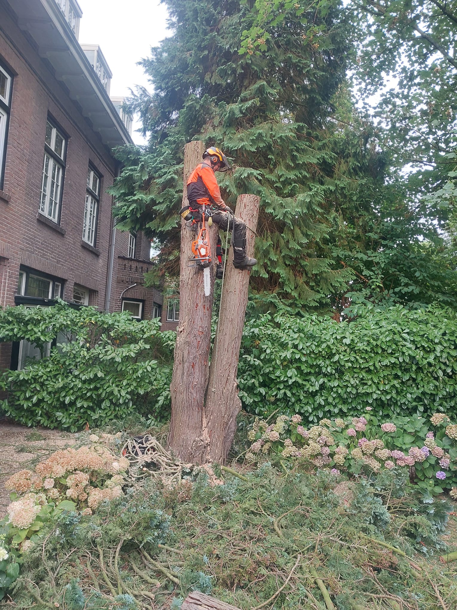 Boomverwijdering